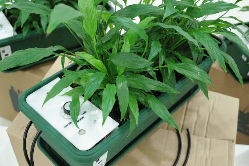  	 INDAF, Starsucks, zee, 과학협력프로젝트, 네츄럴퓨즈, 디지털아트, 로이애스콧, 모바일아트, 미디어아트, 빛접촉, 세컨드라이프, 센스센시스, 아두이노, 열린기둥, 열린항해, 인사이트, 인천 국제 디지털 아트 페스티벌 2010, 인천송도, 인터랙티브, 프로이테